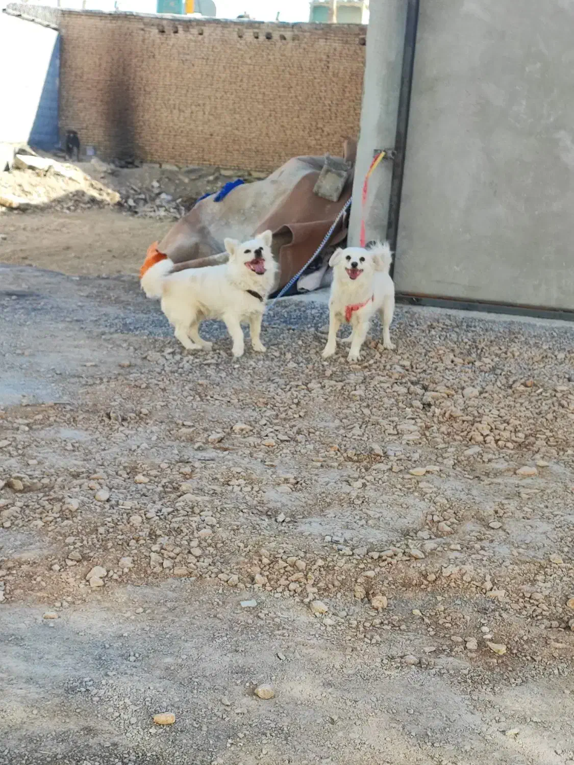 یه جفت سگ پاپی|سگ|فلاورجان, |دیوار