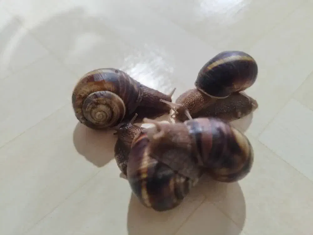 حلزون شاه مولد|خزنده|زنجان, |دیوار