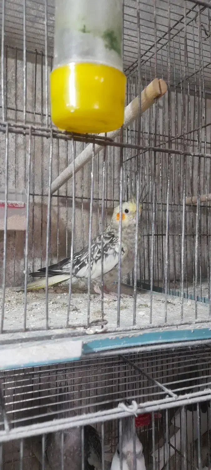 جفت عروس هلندی|پرنده|طاهرگوراب, |دیوار