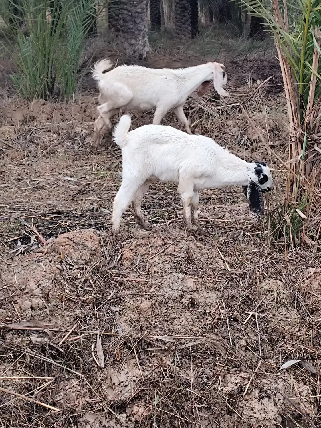 شادگان|حیوانات مزرعه|شادگان, |دیوار