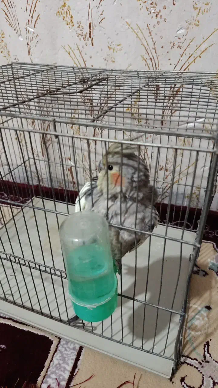 فروش پرنده|پرنده|هشتگرد, شهرک صبا سوله|دیوار