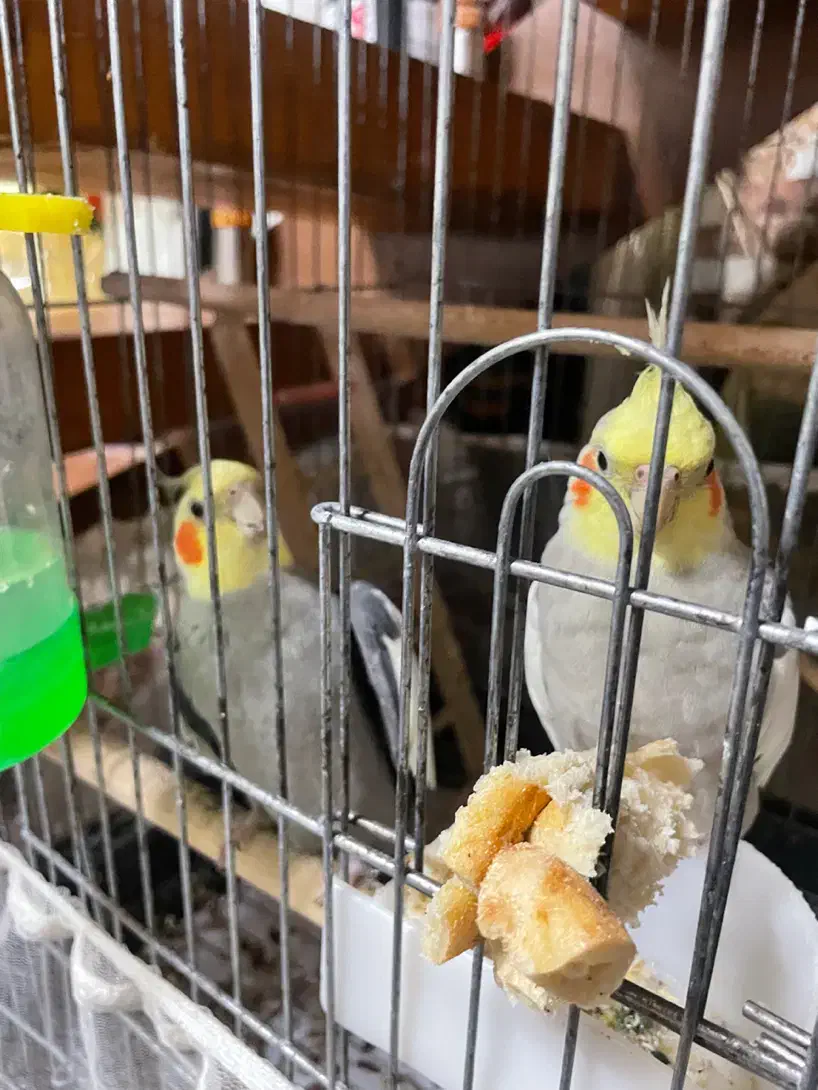 عروس هلندی نر و ماده آهویی زیبا|پرنده|رشت, گلسار|دیوار