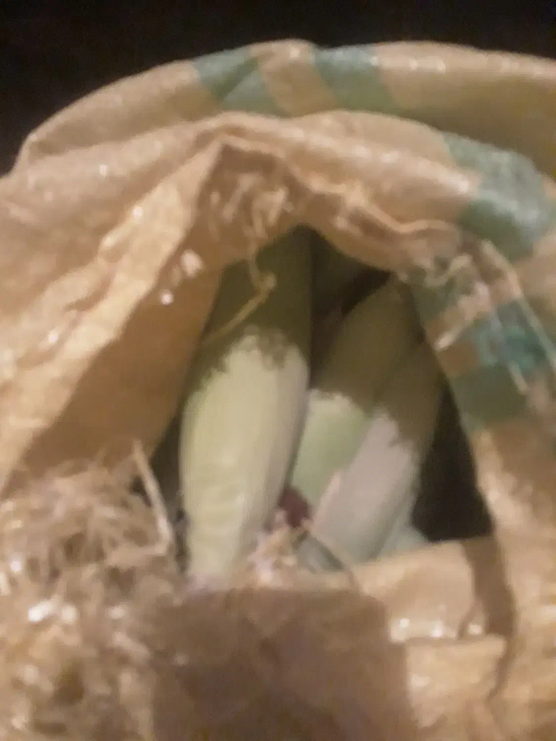 ذرت رسه خانمها|خوردنی و آشامیدنی|ایواوغلی, |دیوار