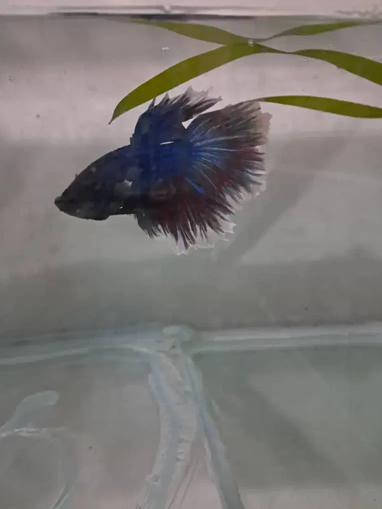 انواع و اقسام فایتر هالفمون با بالاترین کیفیت|ماهی|شیراز, حافظیه|دیوار