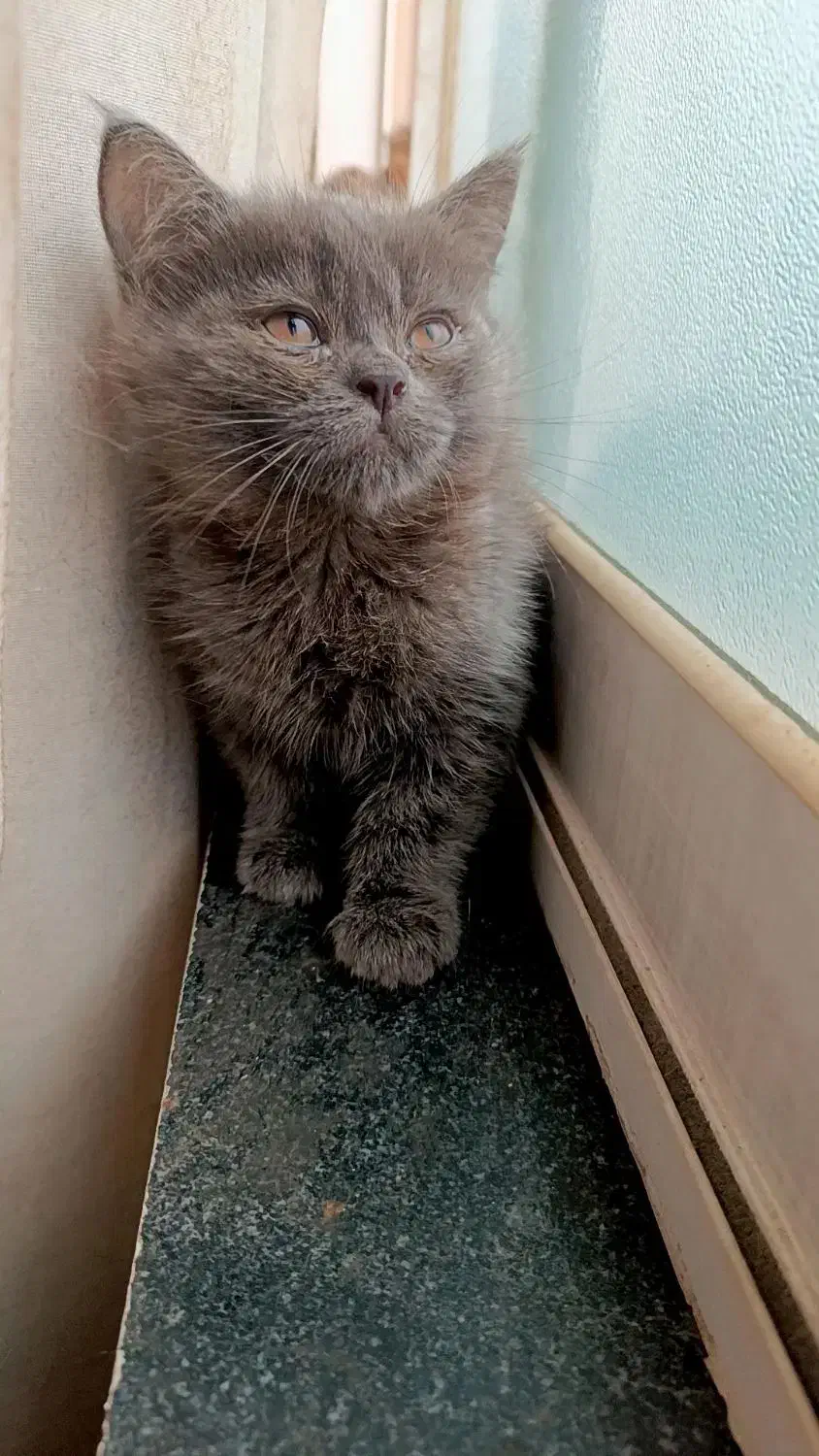 گربه ها|گربه|گرگان, |دیوار