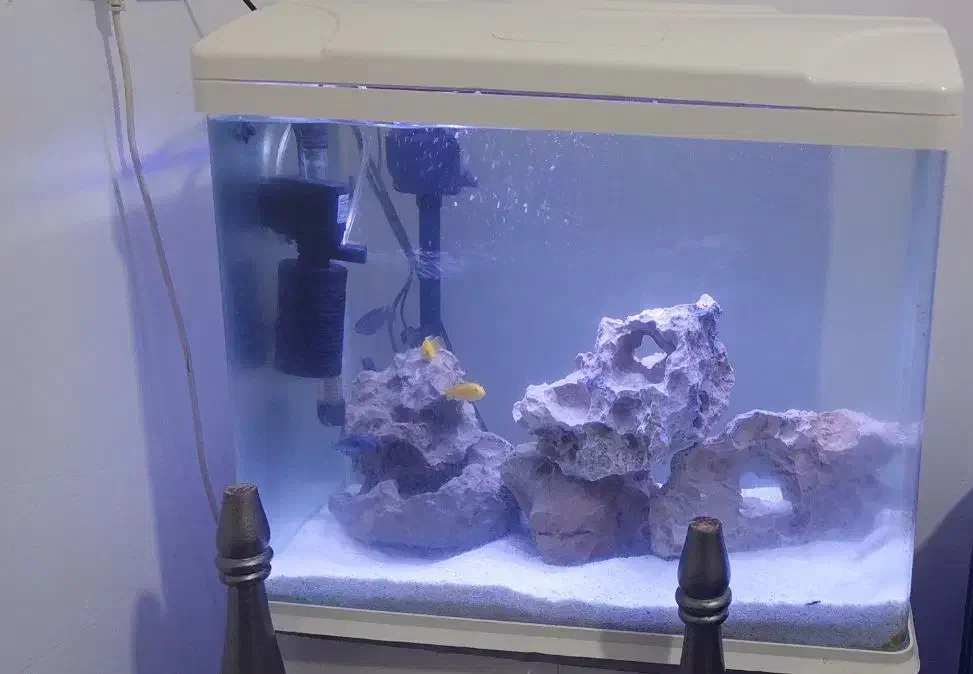 اکواریوم ۶۰ ×۶۰ و میز|ماهی|بندرعباس, |دیوار