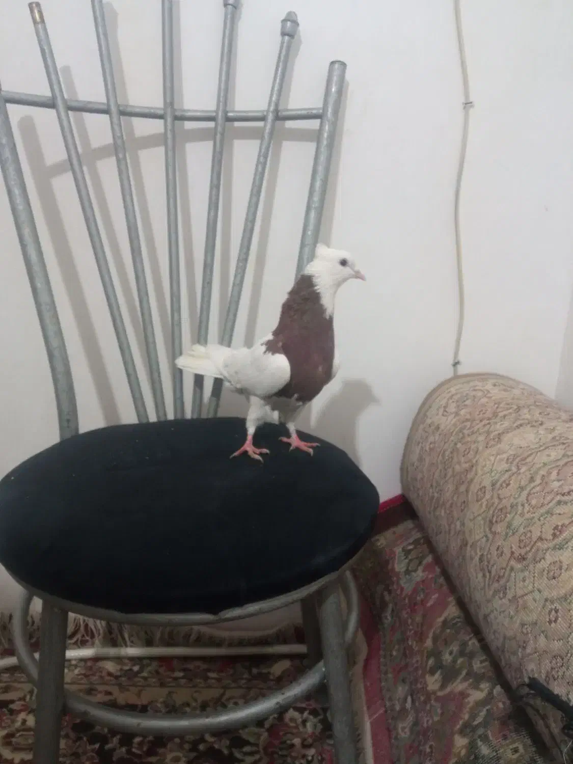 جا ندارم|پرنده|مشهد, نیزه|دیوار