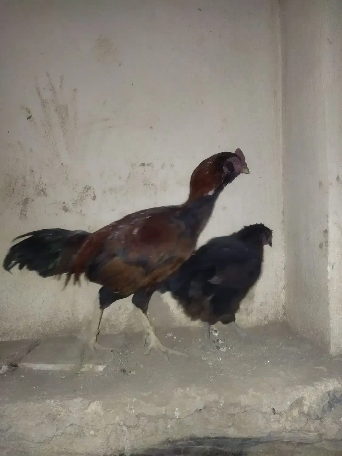 خروس وماکیان فروشی|حیوانات مزرعه|سراوان, |دیوار