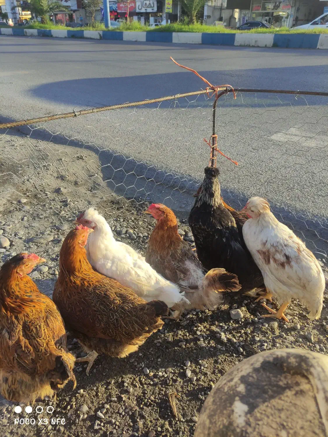 مرغ و خروس نیمچه بالغ گلپایگان|حیوانات مزرعه|خرمآباد (تنکابن), |دیوار