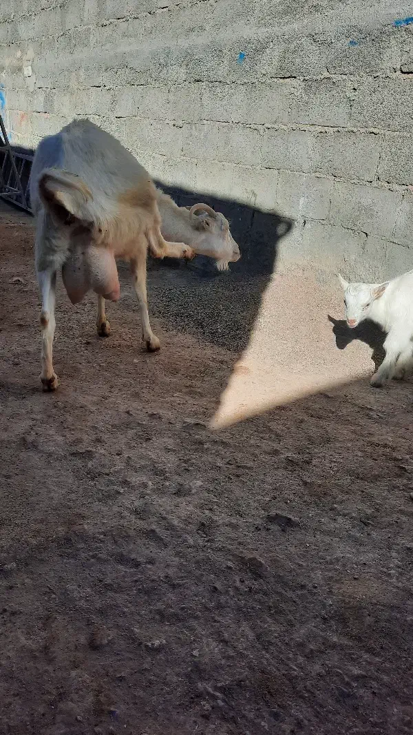 بز سانن|حیوانات مزرعه|قائن, |دیوار