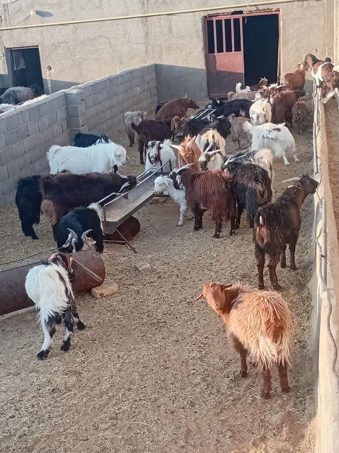 کره نر وماده|حیوانات مزرعه|نیر (یزد), |دیوار