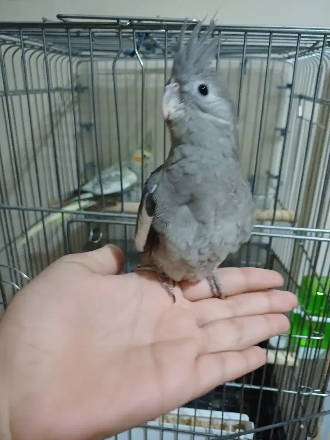 عروس هلندی دست|پرنده|تهران, شهید فکوری|دیوار