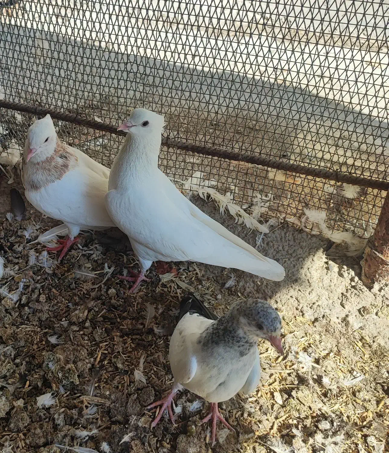 کبوتر|پرنده|عسلویه, |دیوار