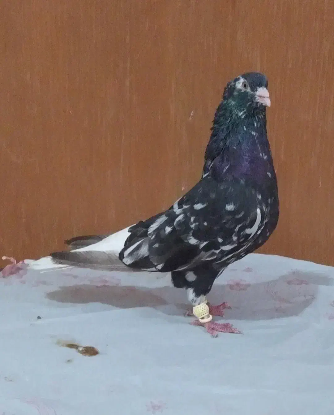 کوهی دم سفیدنرچشم نوک سفید40 سانتی کله قوچی|پرنده|اهواز, شهرک محلاتی|دیوار