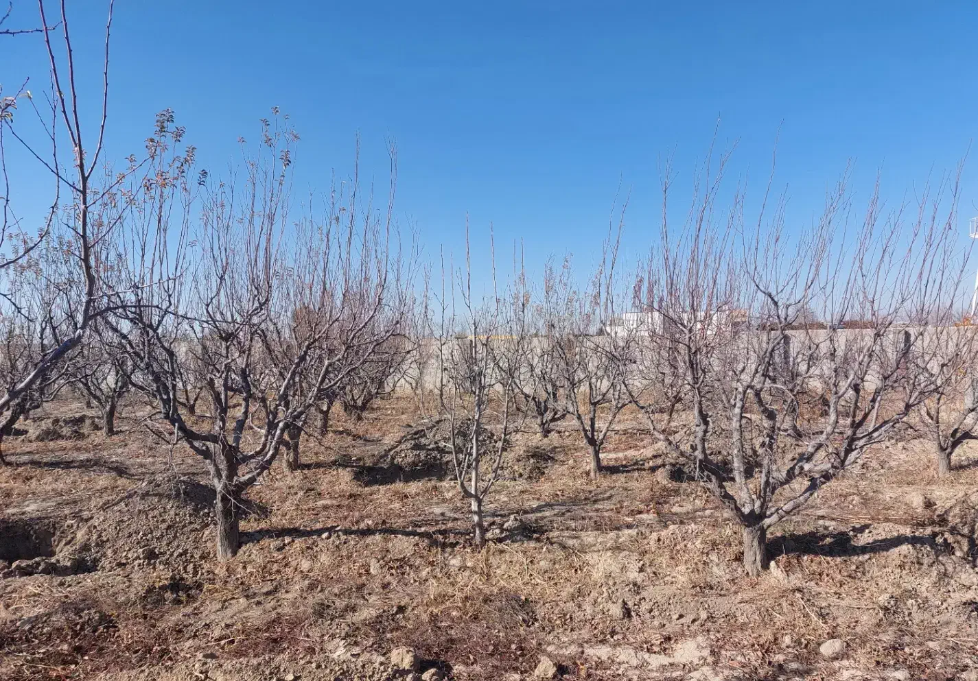 باغ چهاردیواری در رامجین سهیلیه|فروش خانه و ویلا|رامجین, |دیوار