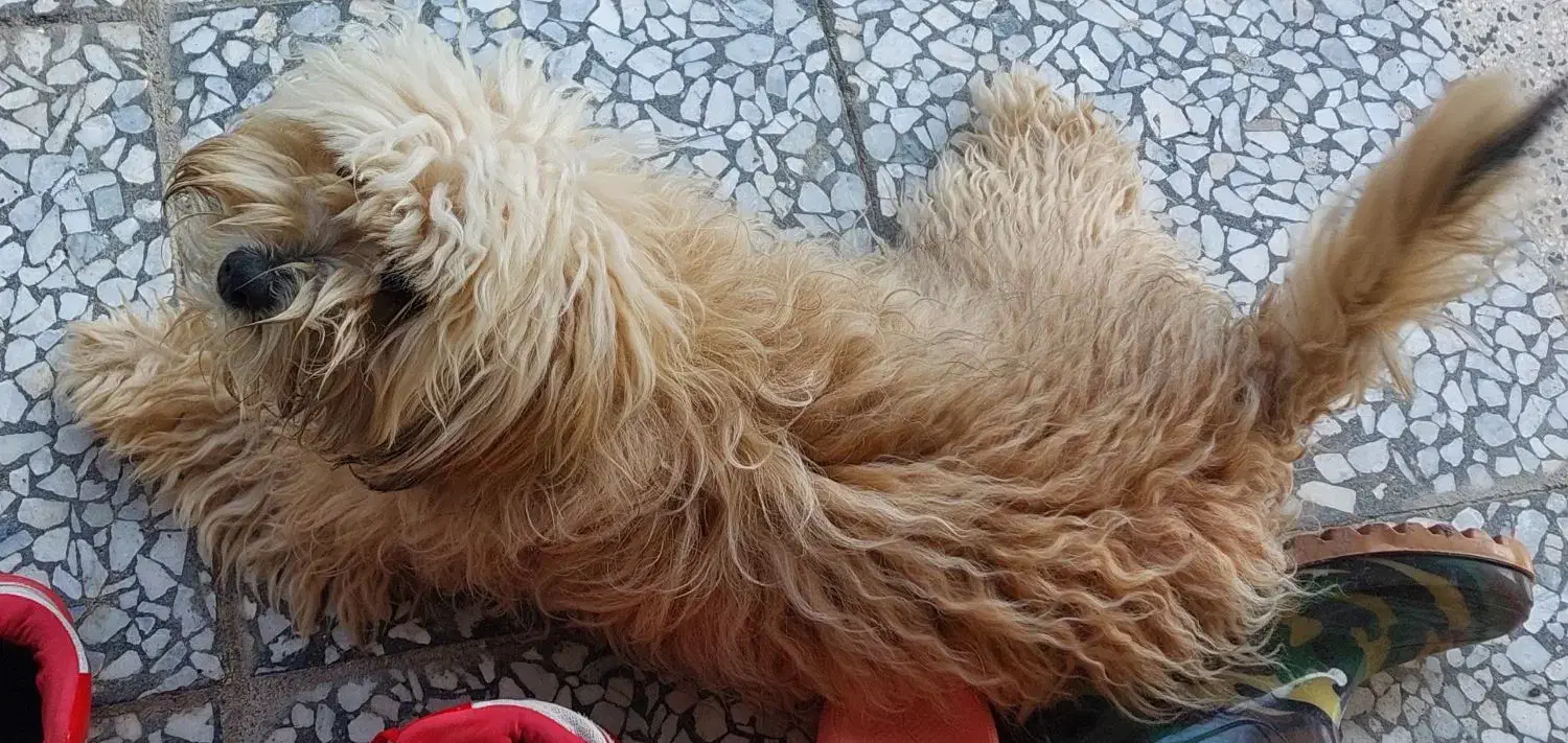 واگذاری سگ|سگ|سنگر, |دیوار