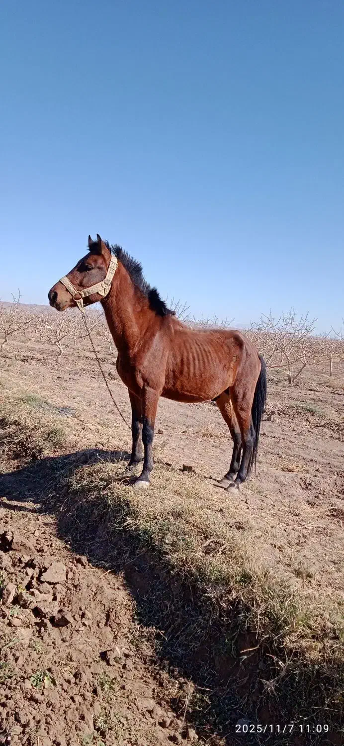 اسب نریون|اسب و تجهیزات اسبسواری|عطاملک, |دیوار