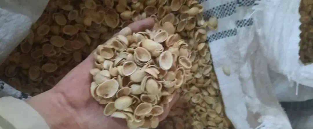 پوست پسته|خدمات باغبانی و درختکاری|ورامین, ورامین|دیوار