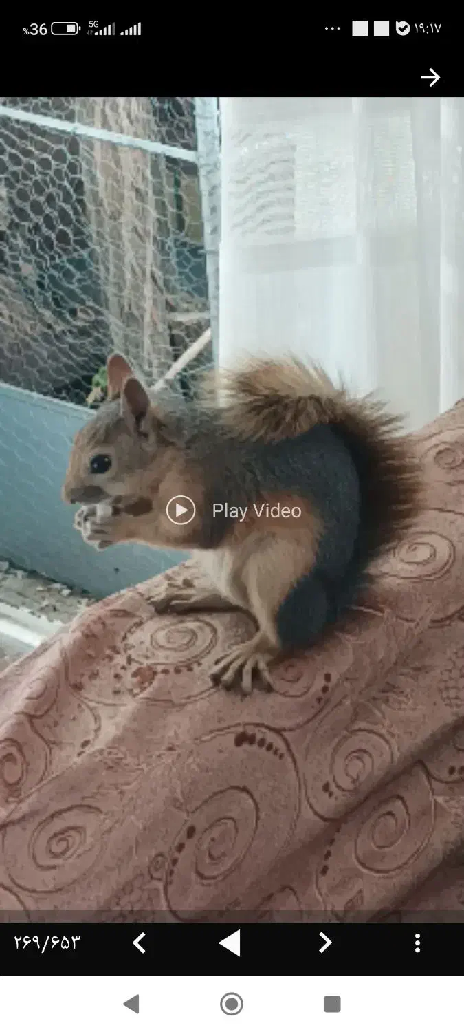 حیوانات گمشده|حیوانات|پردیس, فاز ۱|دیوار