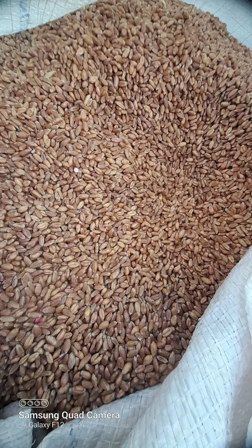 گندم|عمده‌فروشی|چاراویماق, |دیوار