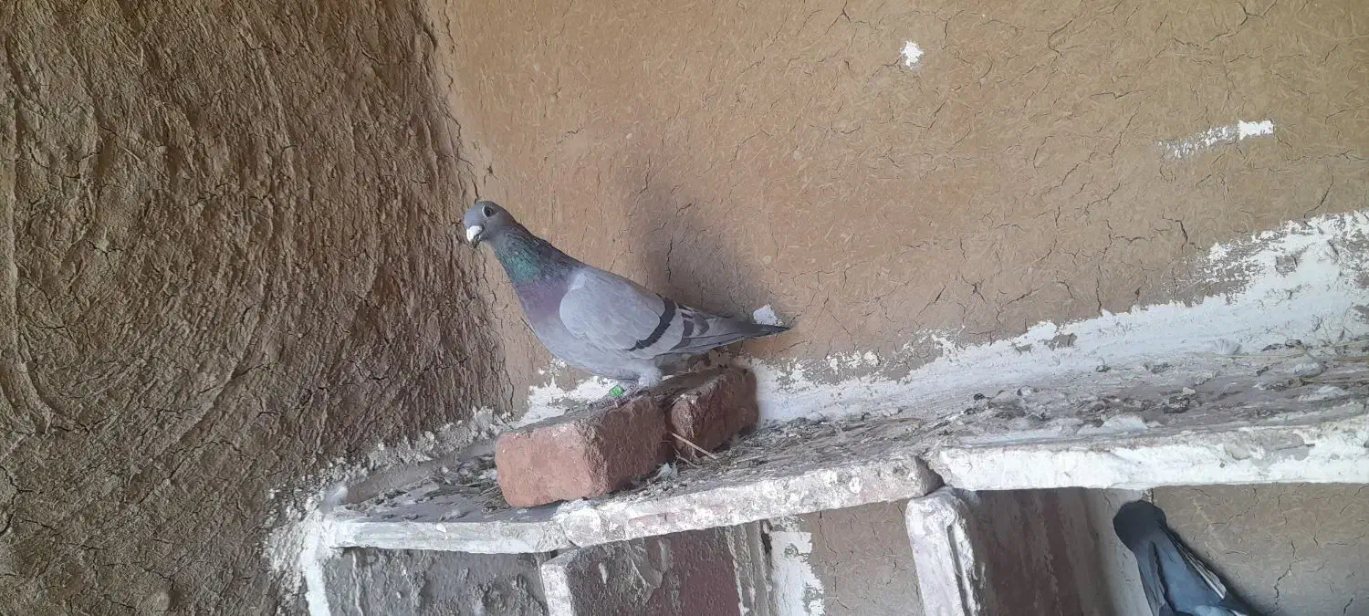 سبرماده|پرنده|نمین, |دیوار