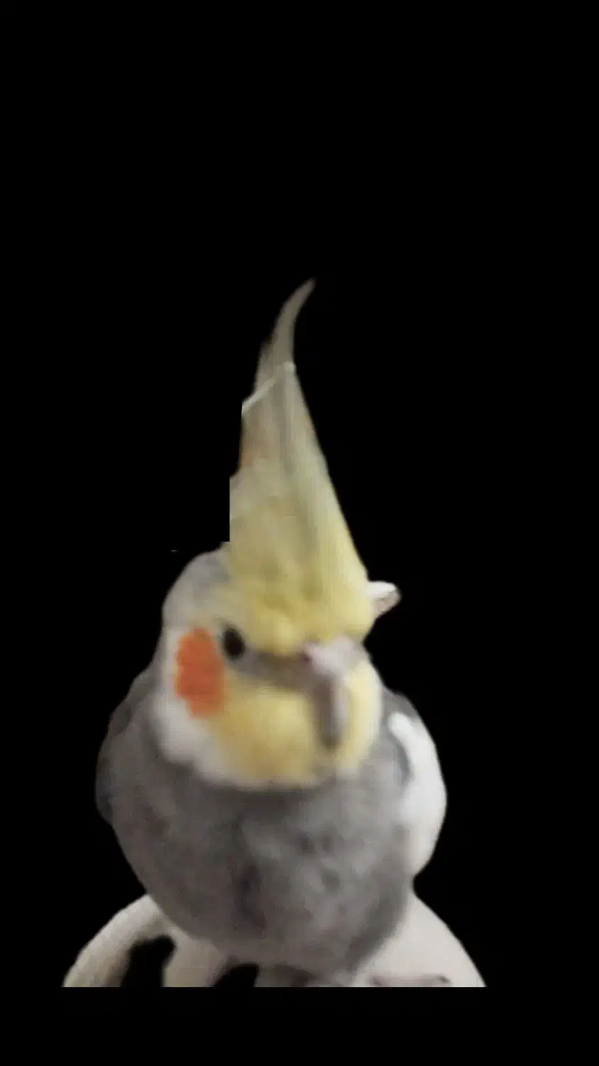 عروس هلندی گم شده ، مژدگانی به یابنده|حیوانات|بروجرد, |دیوار