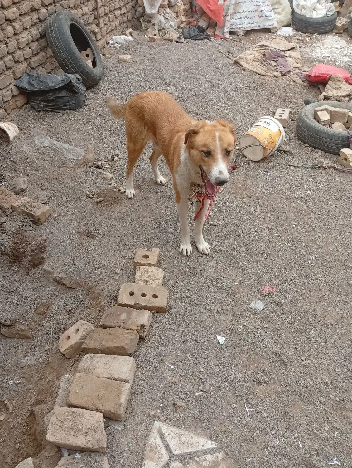 فروشی|سگ|تایباد, |دیوار