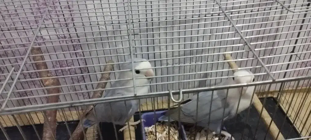 طوطی برزیلی|پرنده|خرمشهر, |دیوار