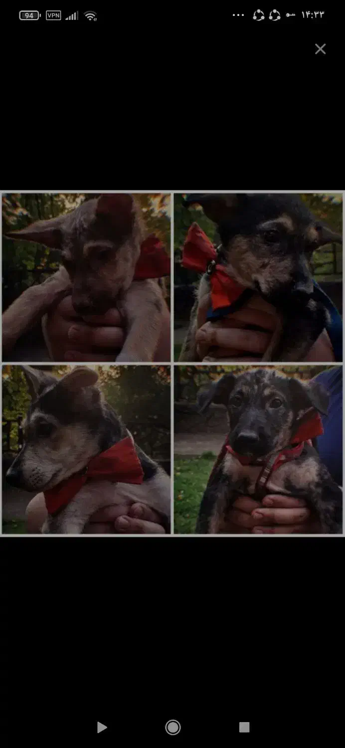 واگذاری میکس ژرمن|سگ|رشت, رشتیان|دیوار