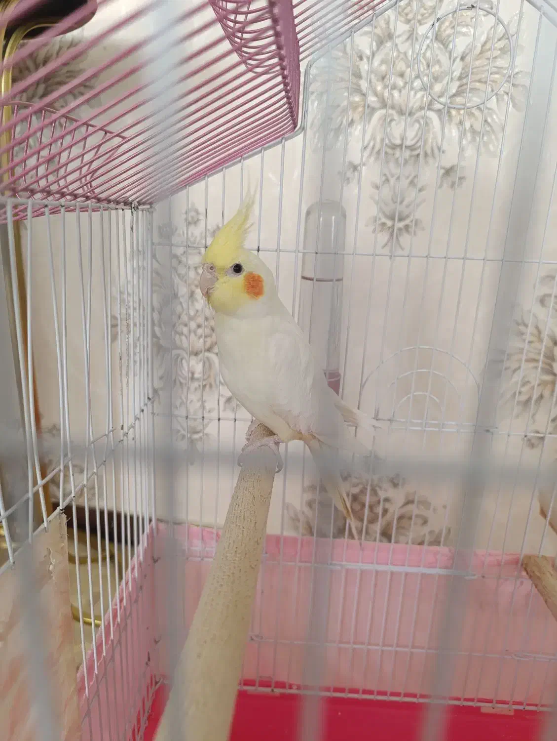 عروس هلندی|پرنده|مهاجران, |دیوار