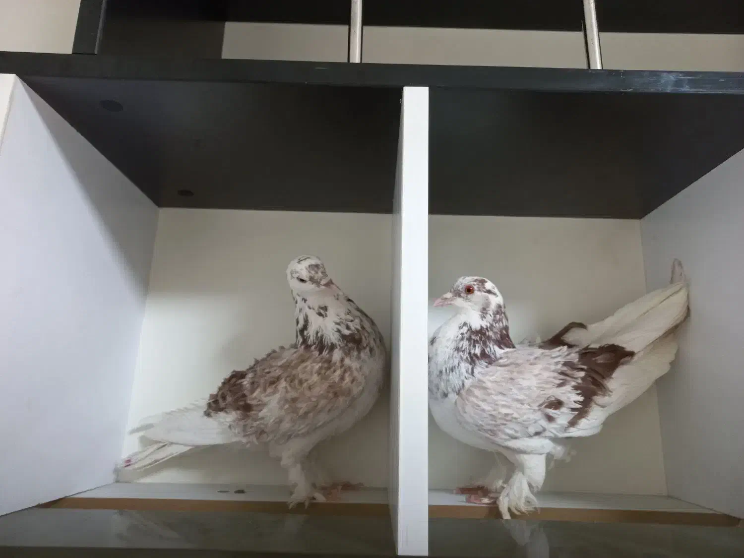 کبوتر فشن فری زینتی مولد|پرنده|تهران, سلسبیل جنوبی|دیوار