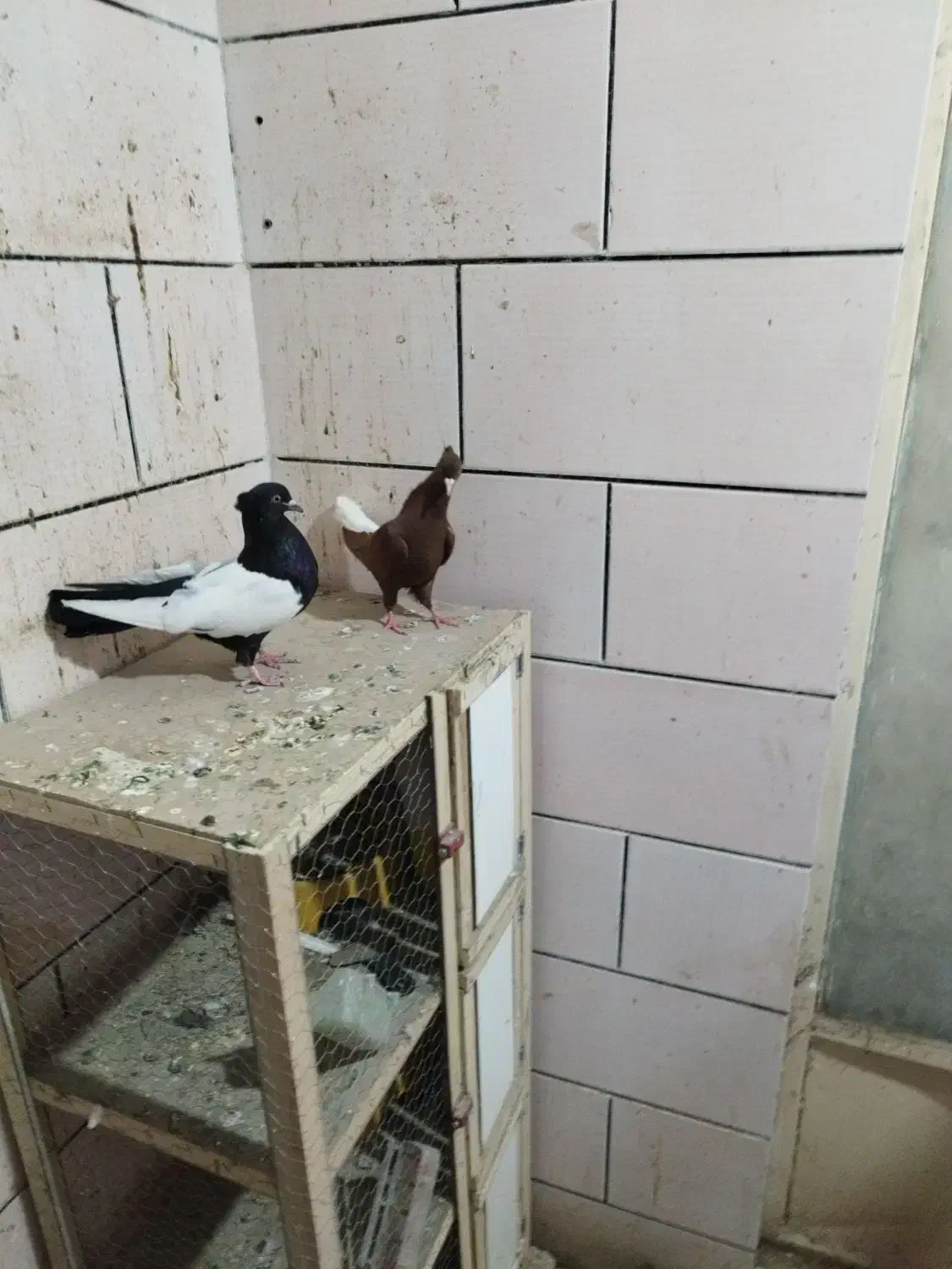 ماده سورخ دوم سفید درج یک|پرنده|سوسنگرد, |دیوار