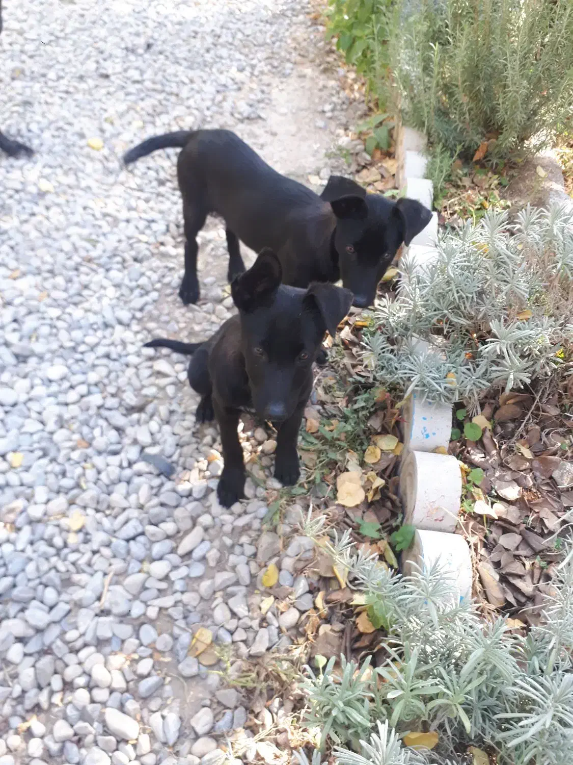 یک جفت توله نر و ماده مالینویز|سگ|مشهد, شهرک صنعتی توس|دیوار