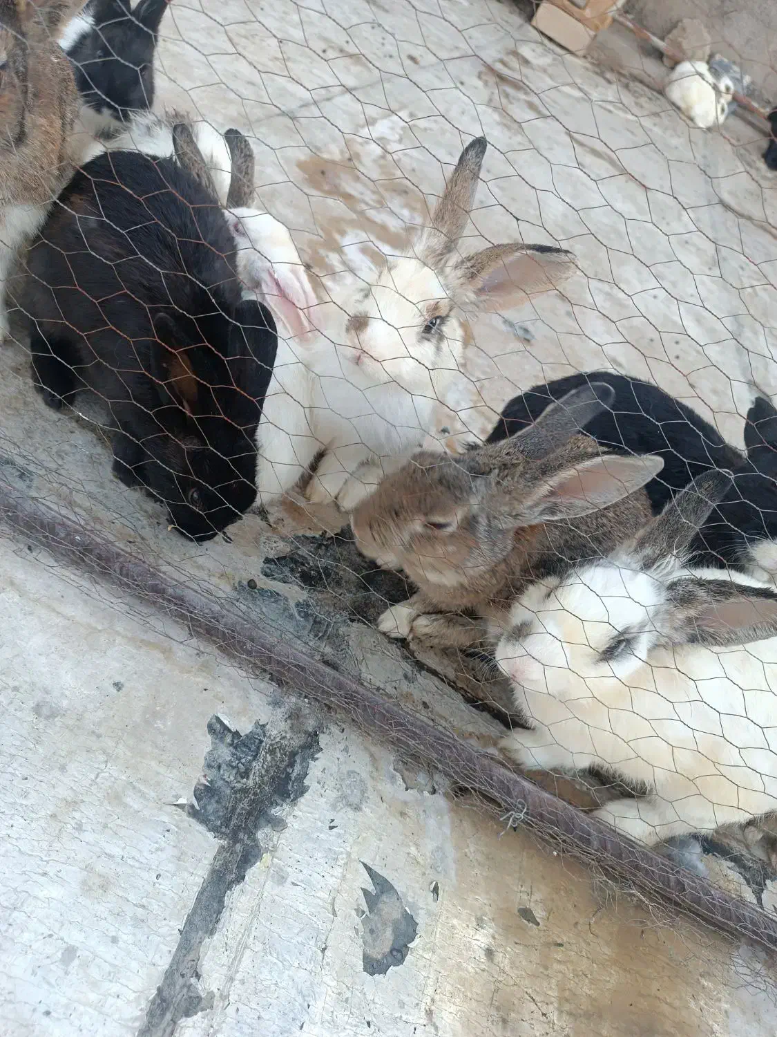 فروش خرگوش|موش و خرگوش|پاکدشت, شهرک انقلاب|دیوار