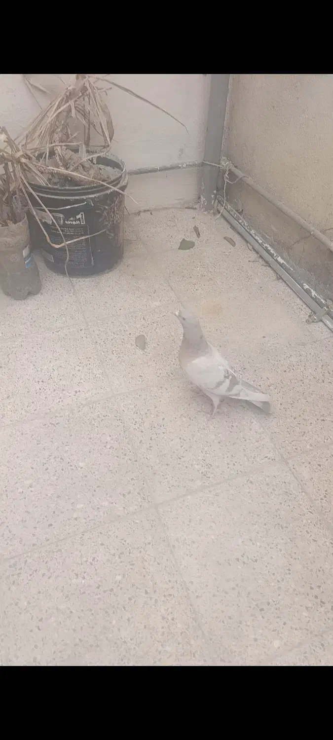 نقره ای مقلف ترنج دار|پرنده|کازرون, |دیوار