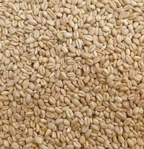 گندم بذری شیروان|گل و گیاه طبیعی|آبدانان, |دیوار