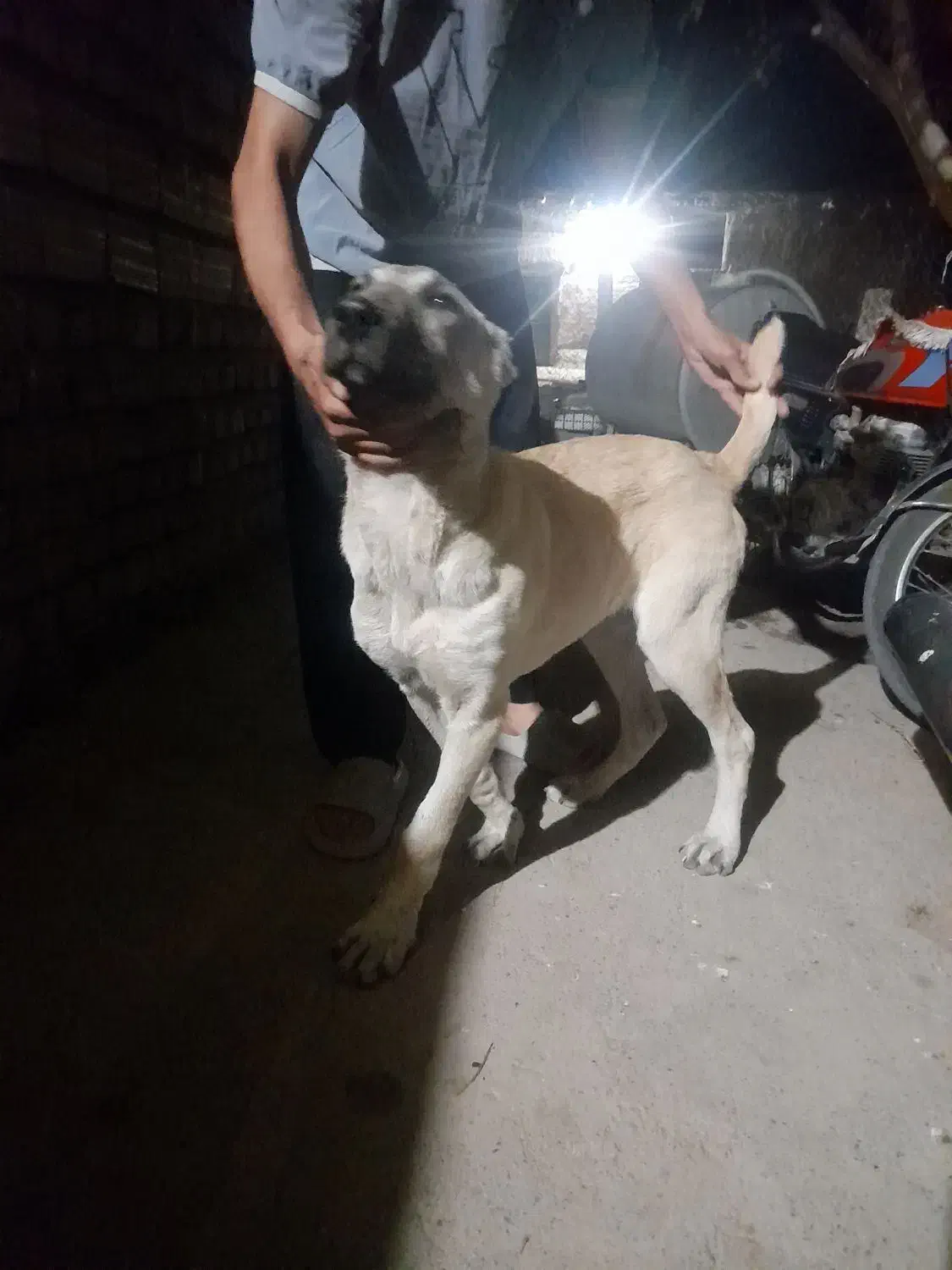 توله سگ سرابی۵ماهه|سگ|میانه, |دیوار