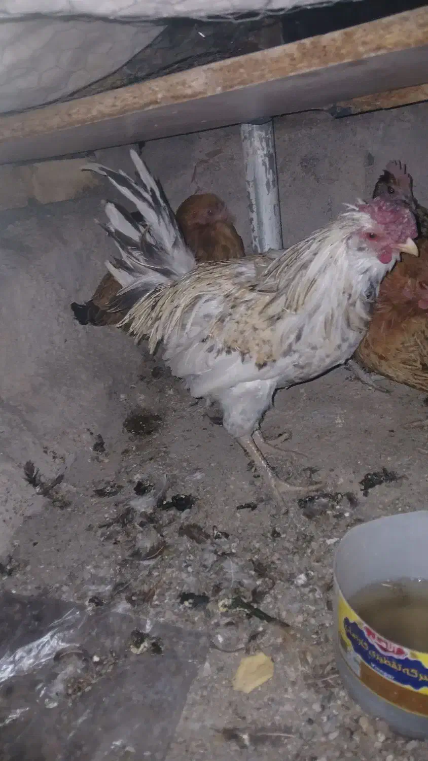 مرغ خروس|حیوانات مزرعه|نورآباد, |دیوار