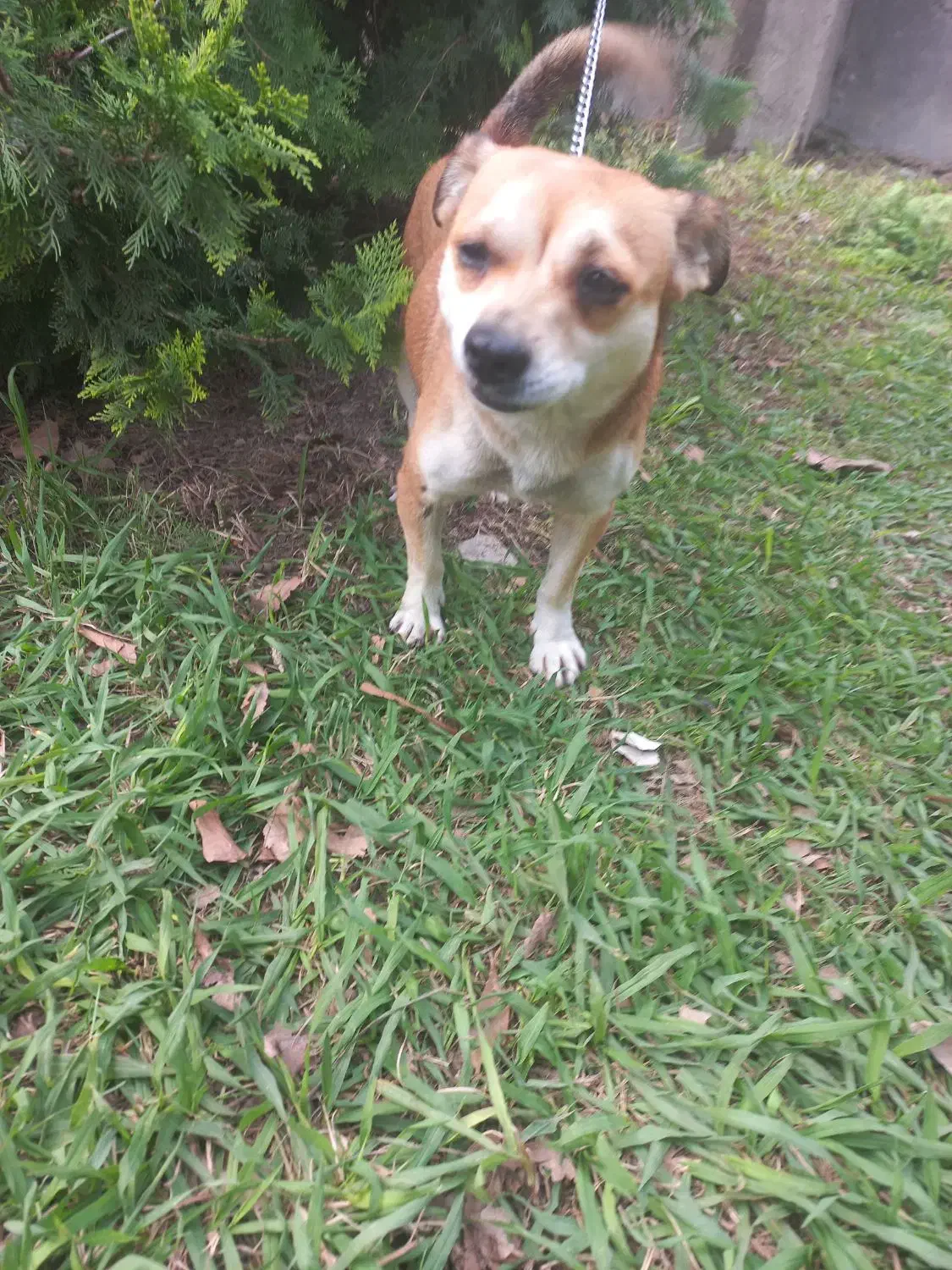 سگ اشپیتز ماده دو ساله|سگ|آمل, |دیوار