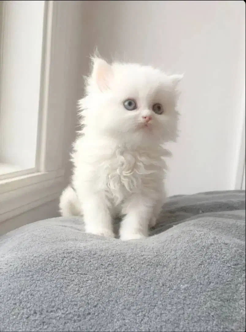 بچه گربه اصیل سوپر فلت پرشین|گربه|تهران, منیریه|دیوار