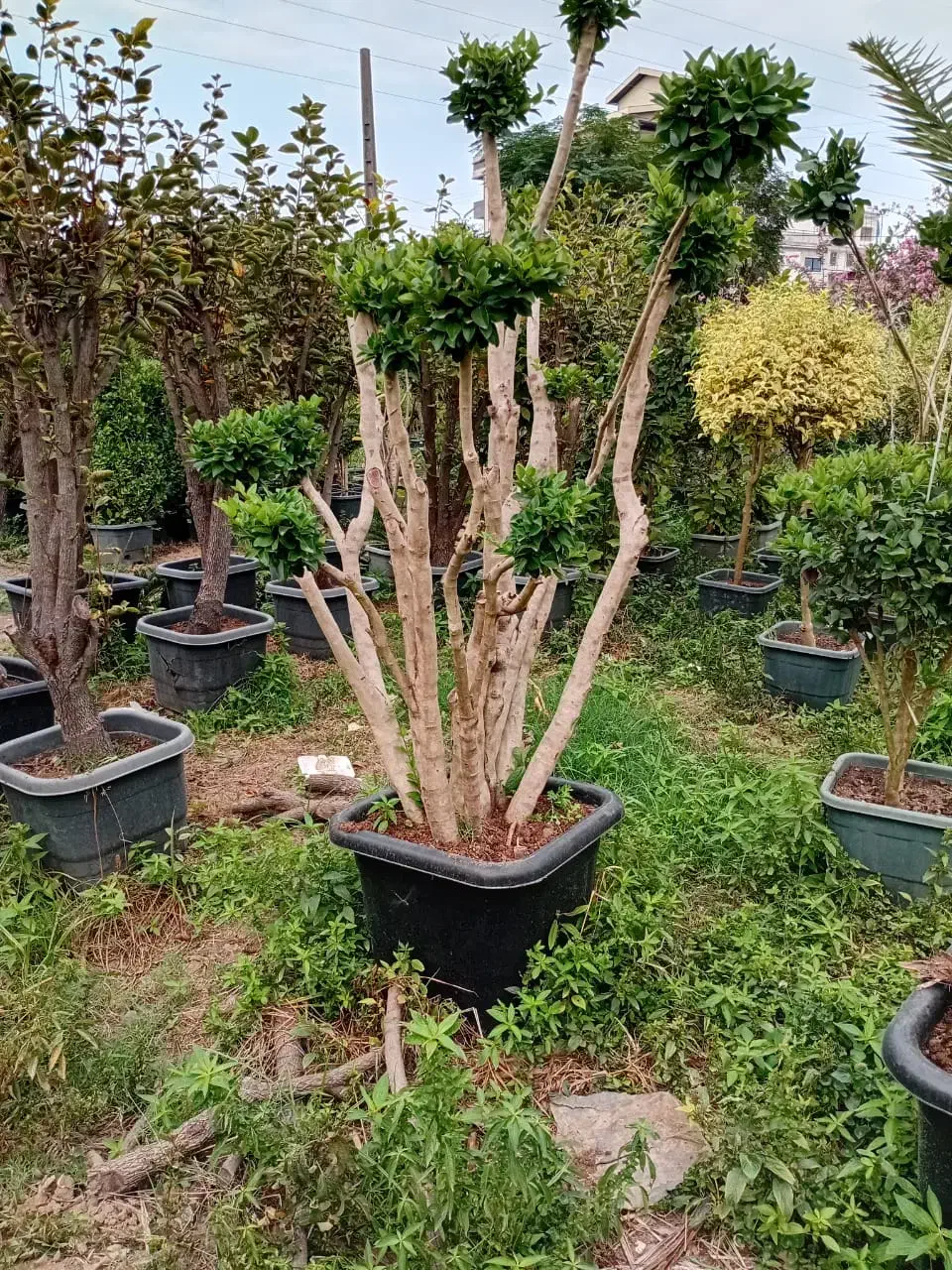 یاس هلندی خاص|گل و گیاه طبیعی|تهران, سازمان آب|دیوار