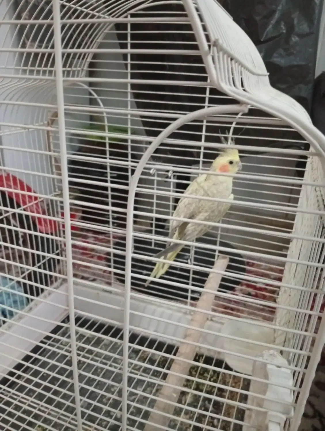 عروس هلندی|پرنده|اردکان, |دیوار