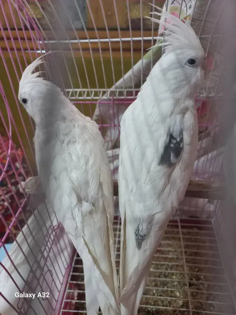 ۳ عدد عروس هلندی آلبینو|پرنده|شهرکرد, |دیوار