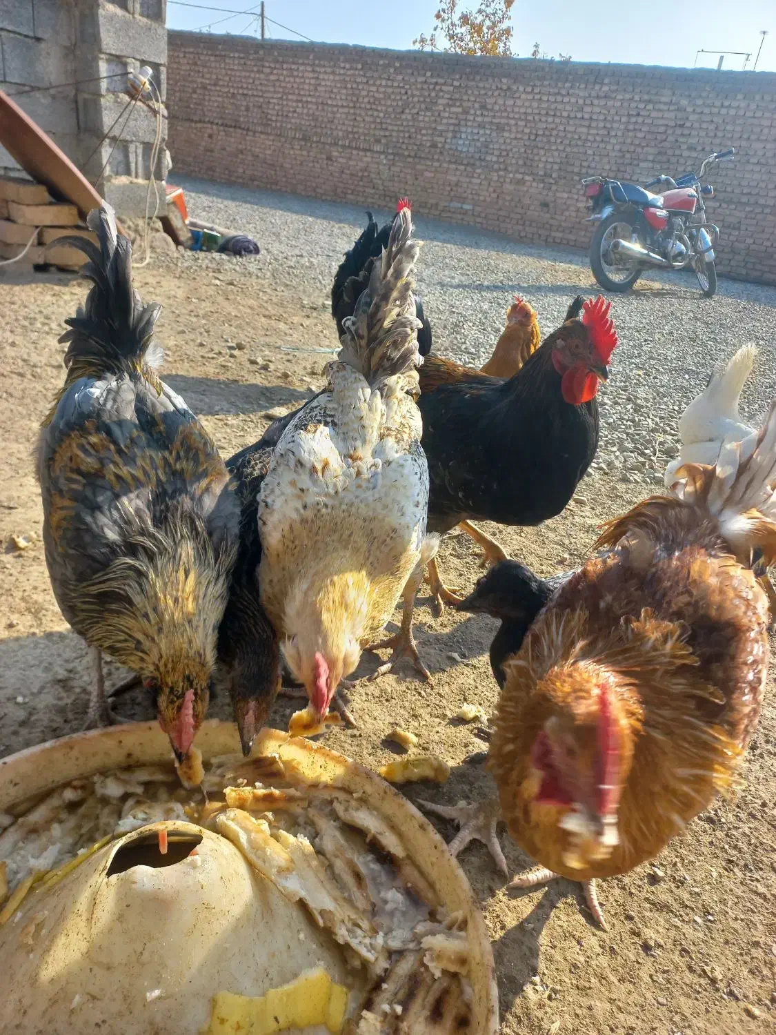 خروس  محلی|حیوانات مزرعه|هشتگرد, خور|دیوار