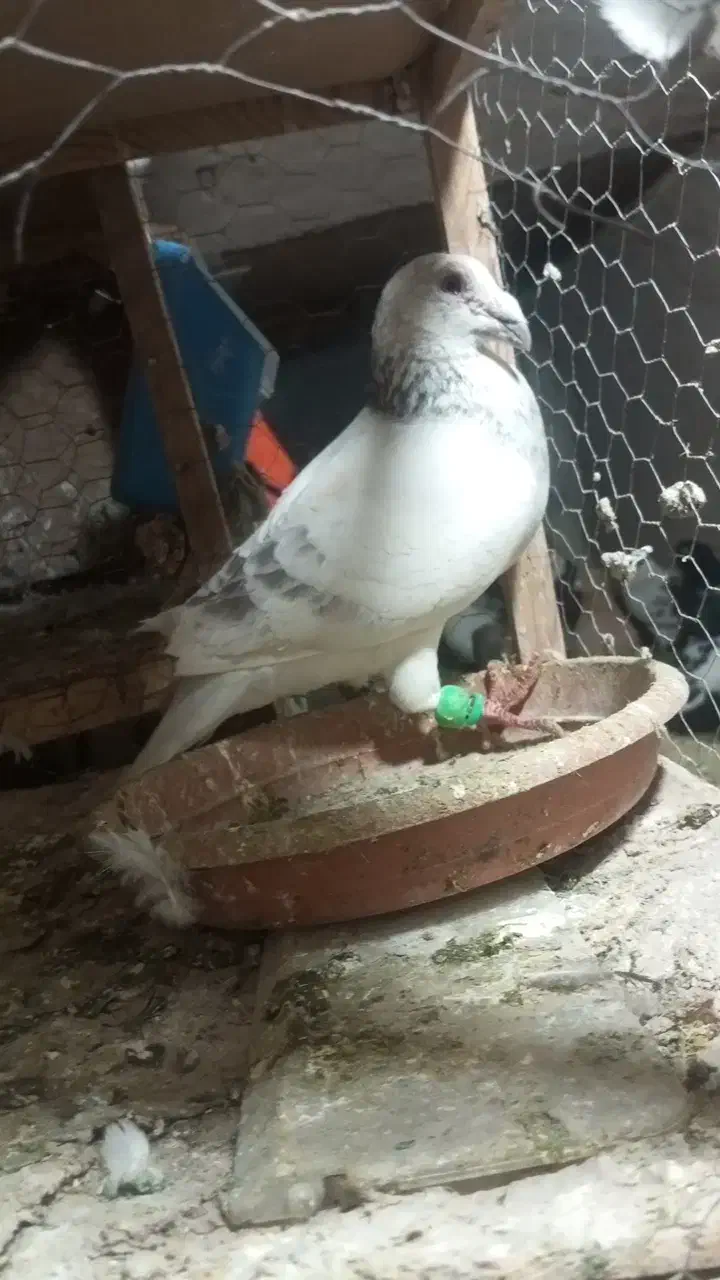 ساراغون نروماده|پرنده|مشهد, رده|دیوار