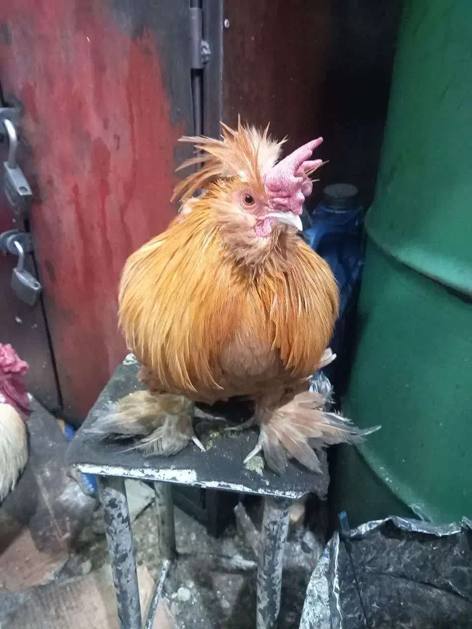 خروس برهما پا پر|حیوانات مزرعه|تهران, تهرانسر غربی|دیوار