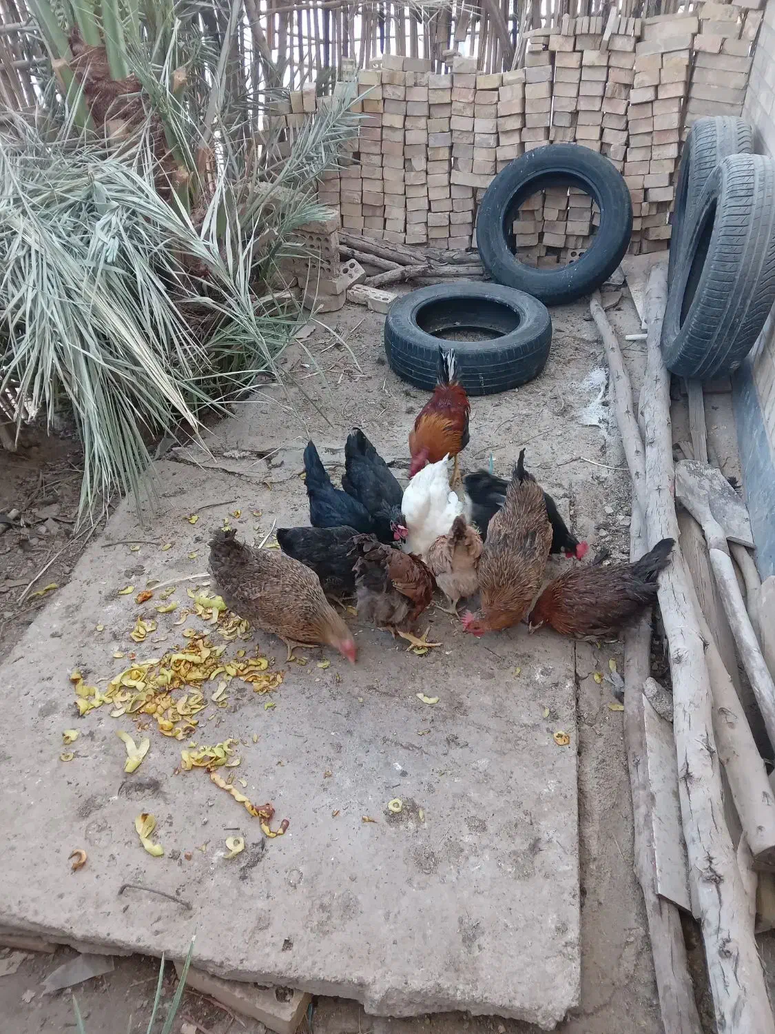 فروش مرغ عربی اصل|حیوانات مزرعه|رامشیر, |دیوار