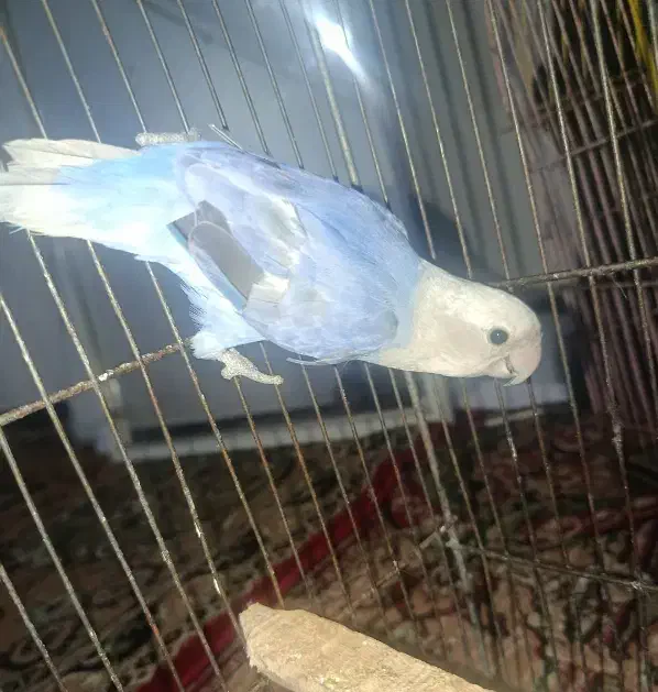 طوطی بریزیلی آبی|پرنده|دزفول, |دیوار