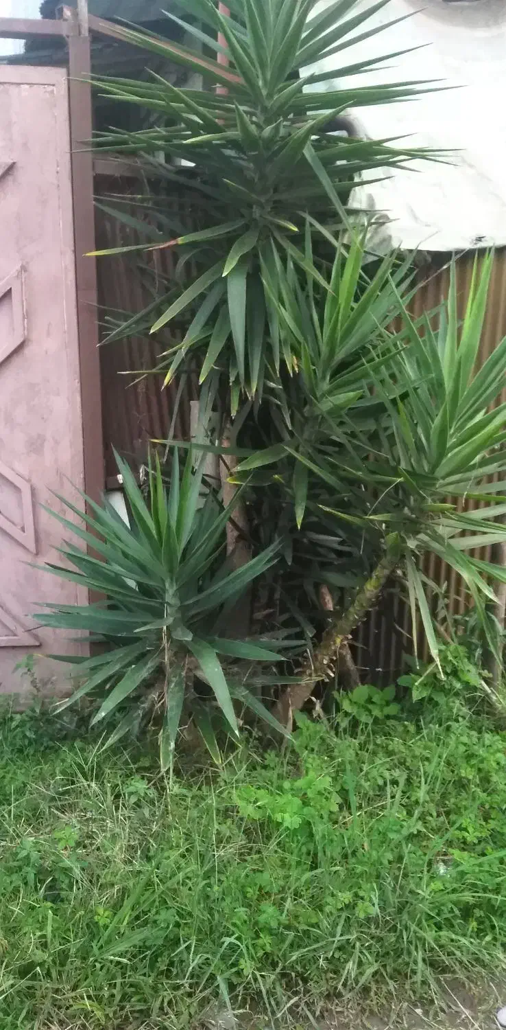 درختچه یوکا|گل و گیاه طبیعی|خمام, |دیوار