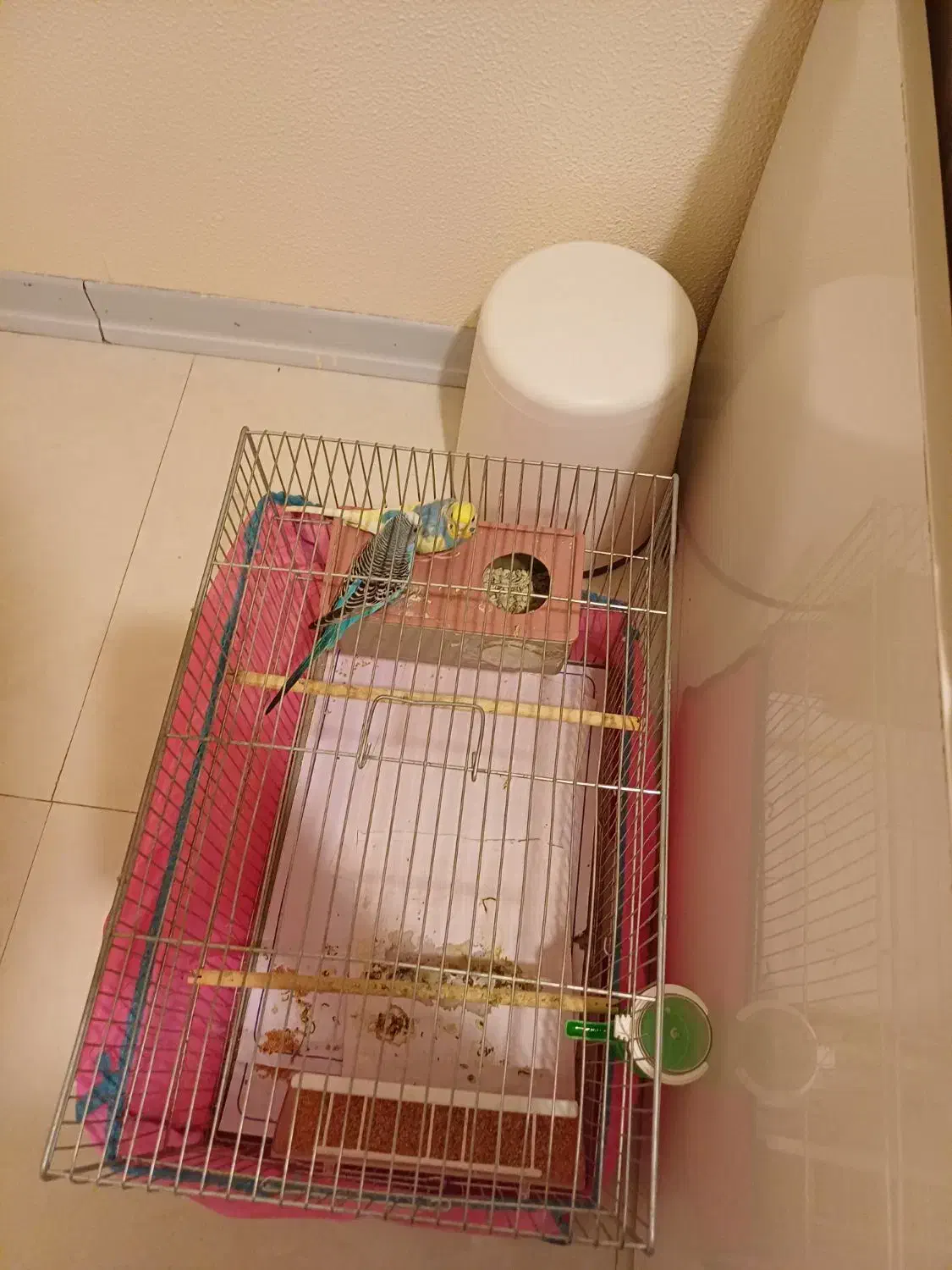 طوطی مرغ عشق جفت|پرنده|شاهین‌شهر, حافظ جنوبی|دیوار